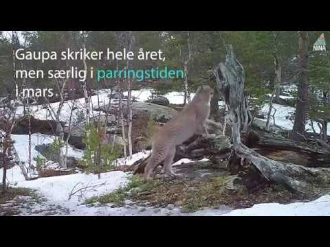 hvor mange gauper er det i norge